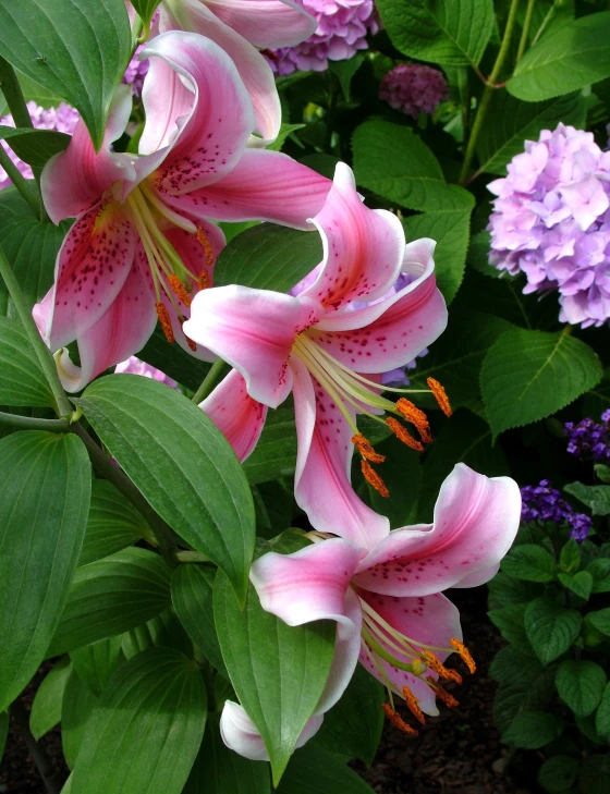 several pink flowers blooming among some green leaves