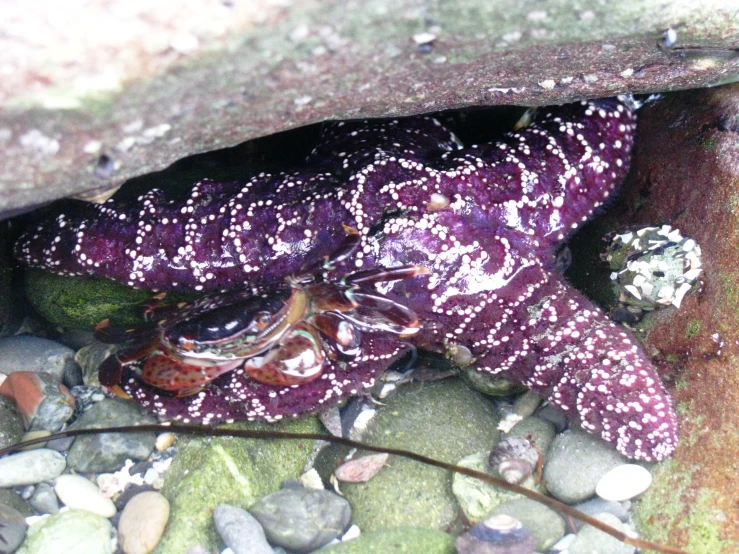 a purple starfish that is laying down