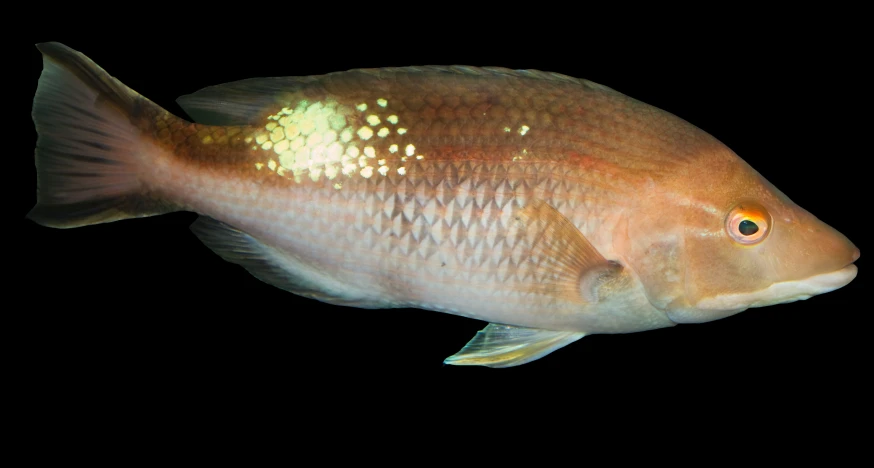 a close up of a goldfish on a black background