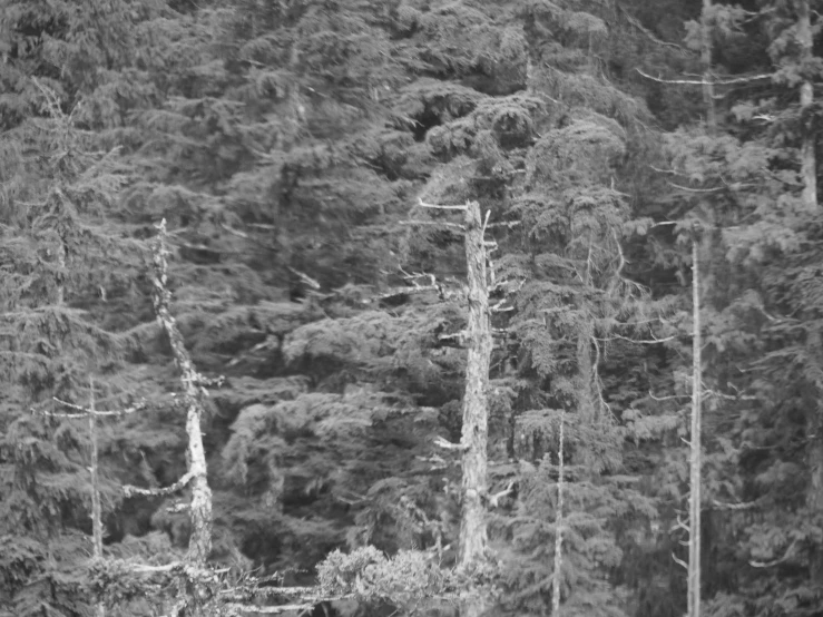 several black and white animals grazing on the forest