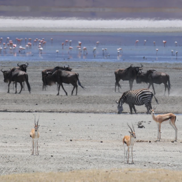 zes and animals in a desert like area with water in the background