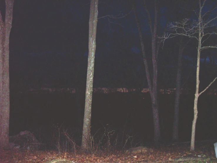 a tree stump at night in the woods