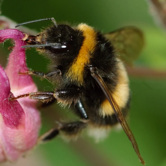 the bee is resting on the flower