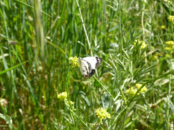 a black and white erfly on some yellow flowers