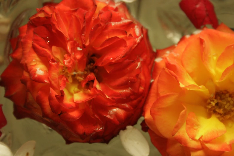 two red and yellow flowers next to each other