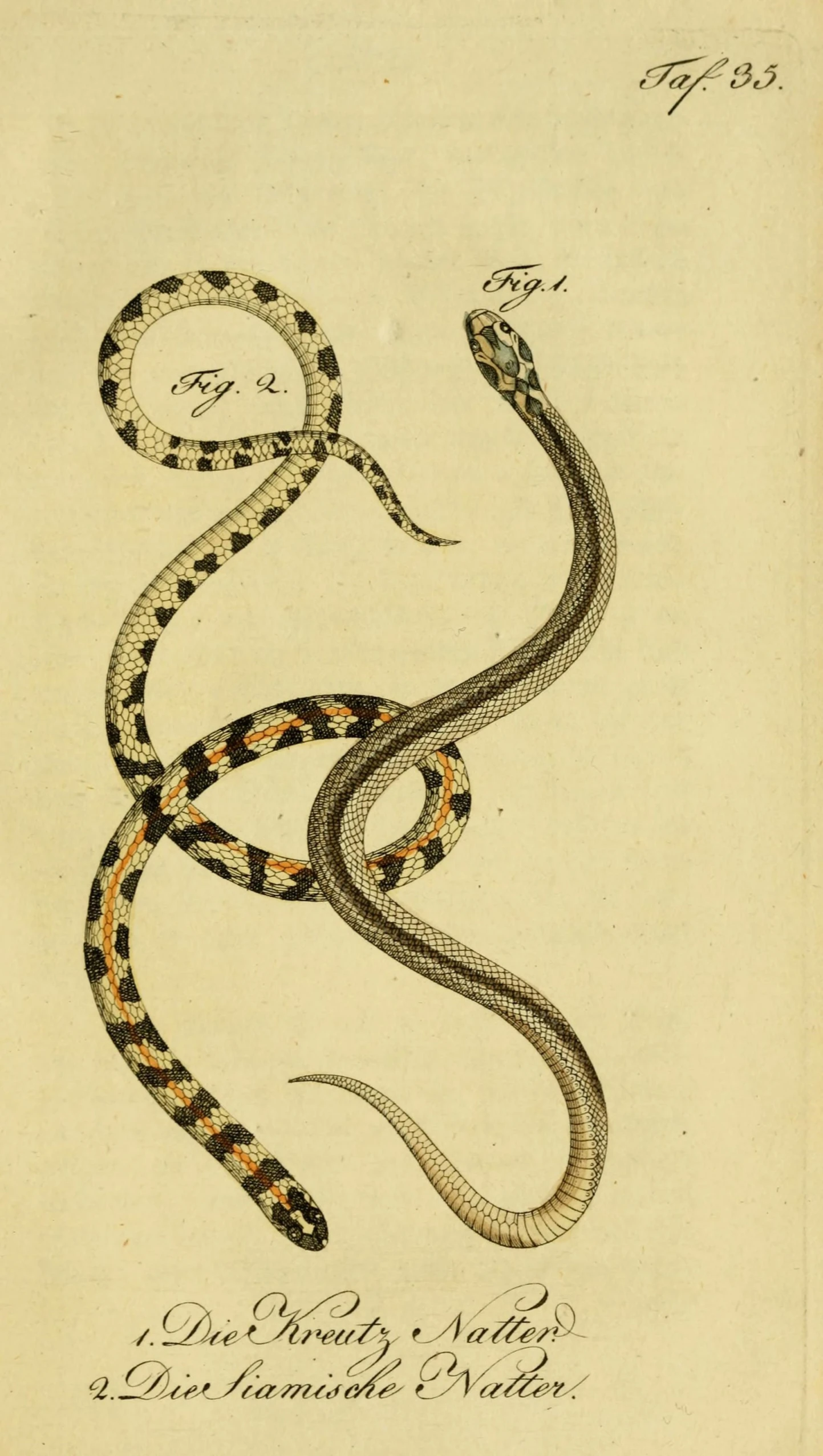 a drawing of a snake with several lines of body and head