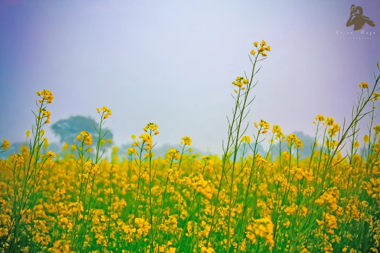 yellow flowers are in an open field of grass