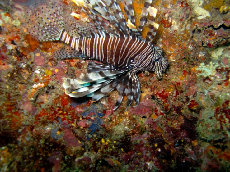 a close up of a lion fish on a reef