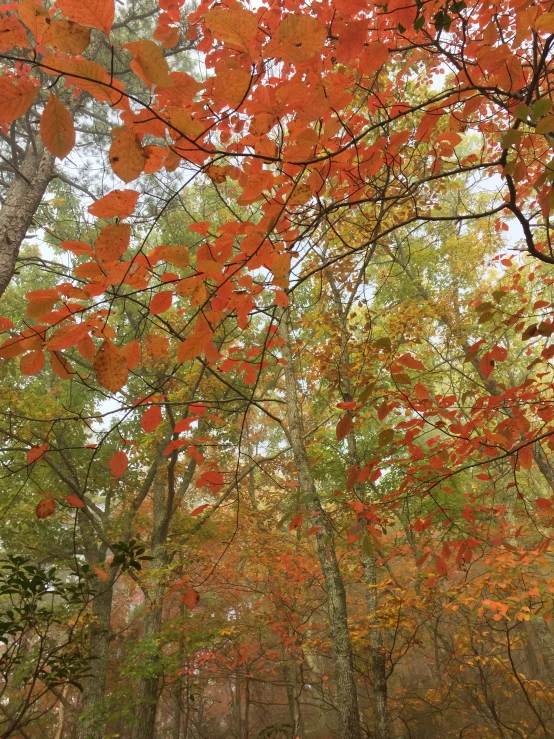 trees with orange leaves are seen through a foggy sky