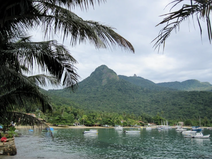 boats sit in the water under some trees