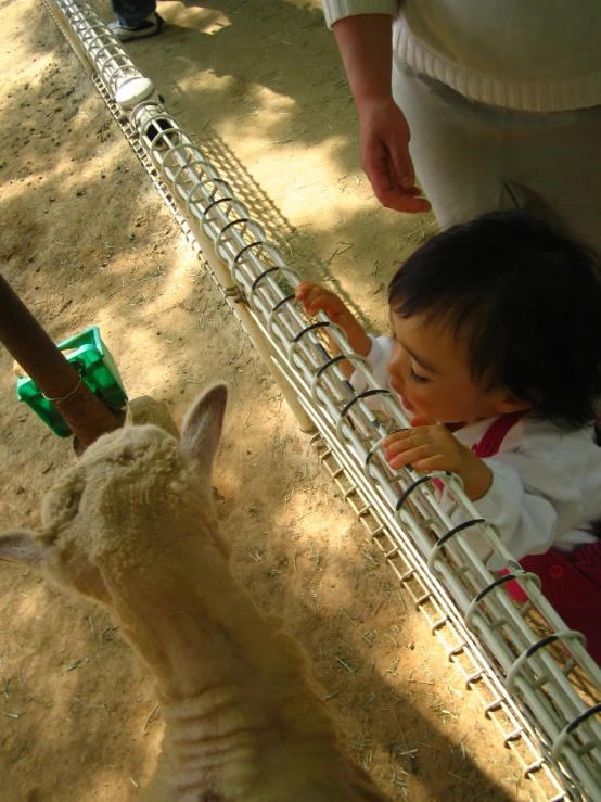 the little girl is petting the white sheep