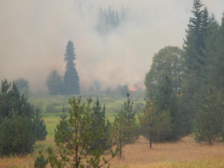 fire in a field with forest on far side