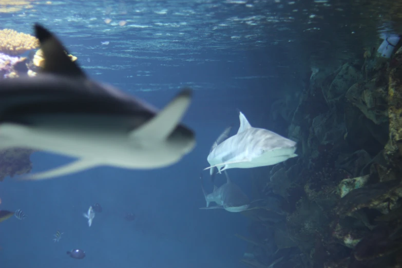 several fish swimming around an aquarium while one floats by