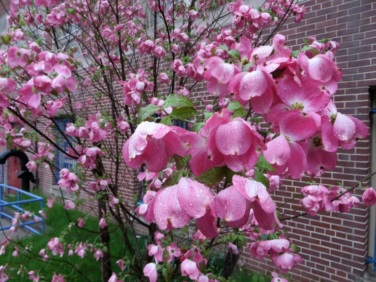 a pink bush of flowers next to a red brick wall