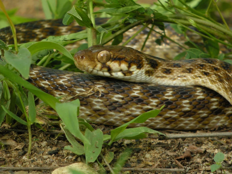 the snake is curled up in the grass