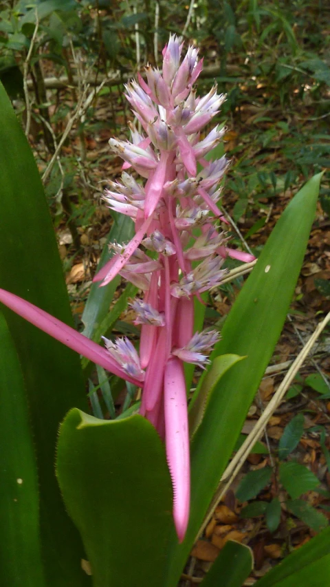 the closeup picture shows a very colorful flower