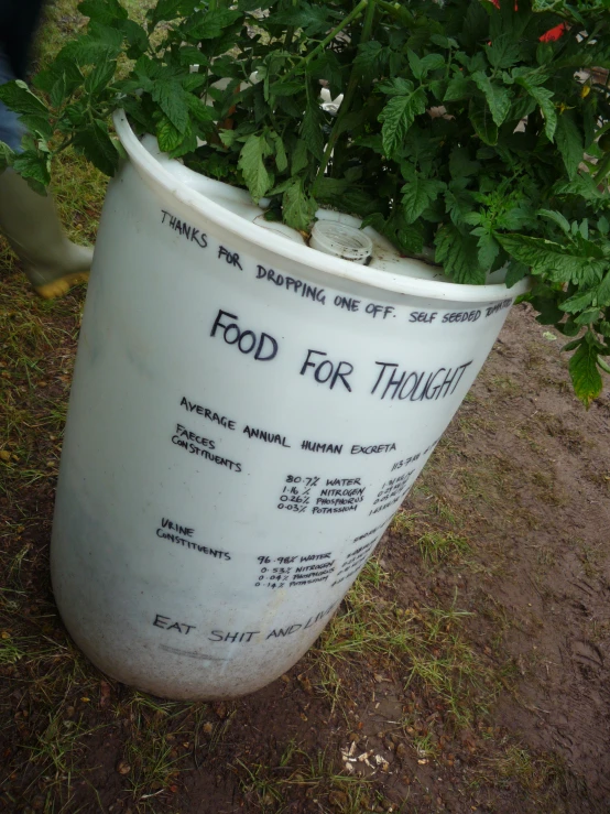 a white pot filled with lots of green leaves