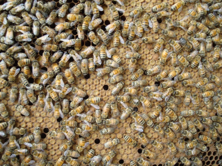 a large group of bees are on the hive