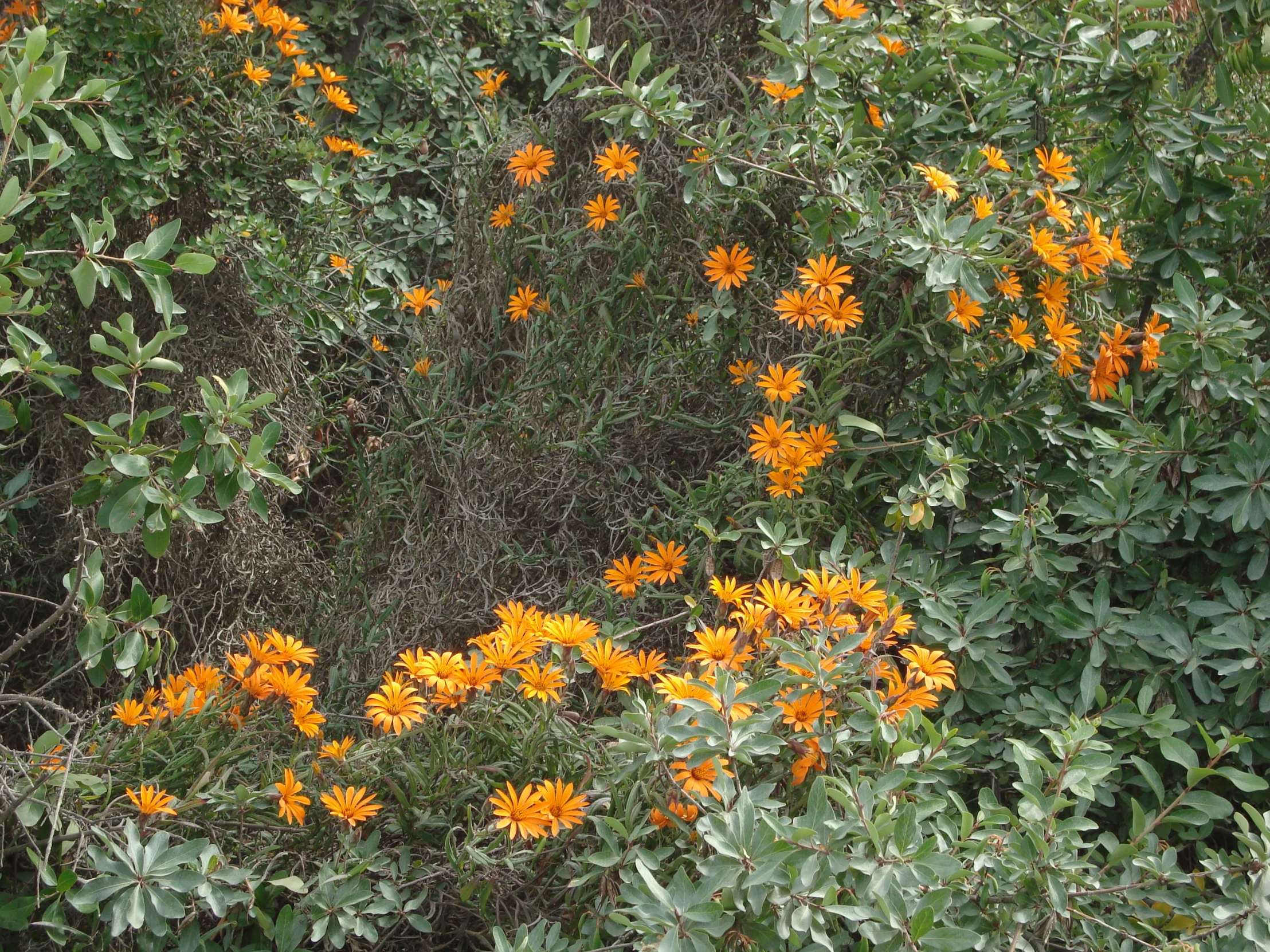 orange and yellow flowers on bush in front of shrubbery