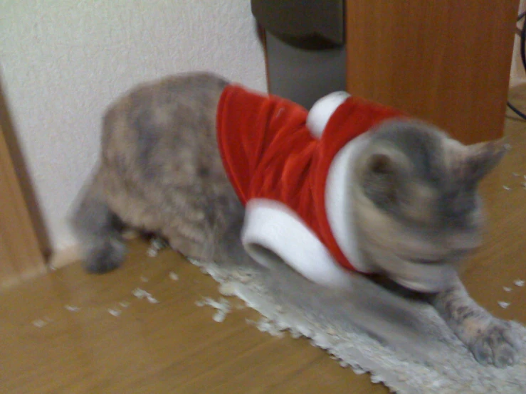 a cat in a sweater looks like it has an arm tattoo on its left foot