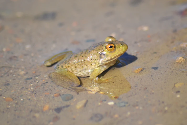 a frog looking around and sitting on a dle