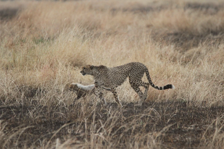 a cheetah and her young walk through a field