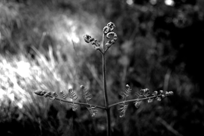 black and white po of a plant with tiny flowers