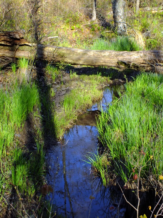 a stream running through a forest with tall grass