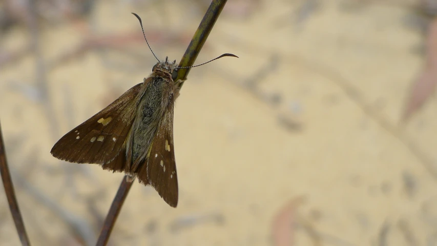 a brown insect that is on a stick