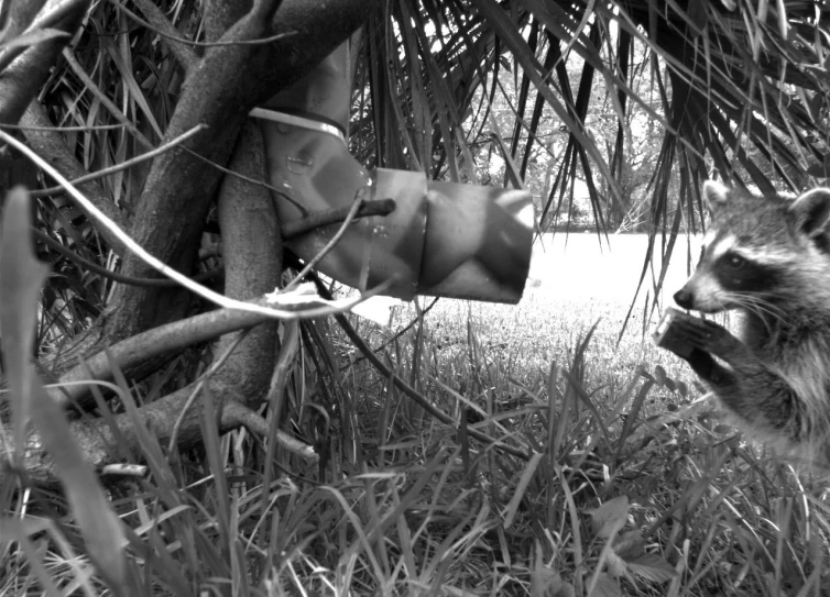 a rac eating from a feeder in the grass