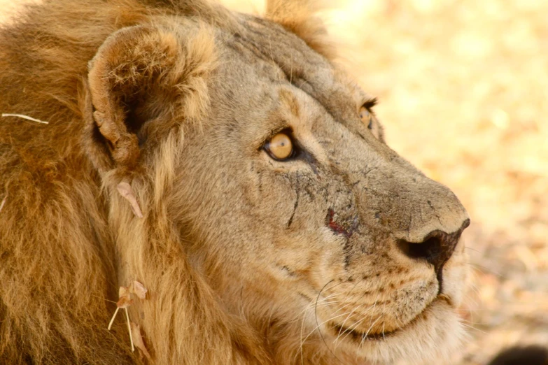 the head of a lion stares into the distance