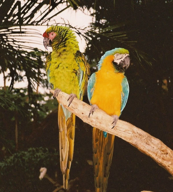 two tropical birds perched on nches of palm tree