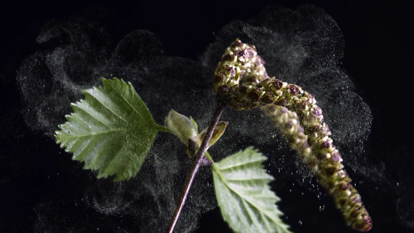 a leaf is shown being sprinkled with water