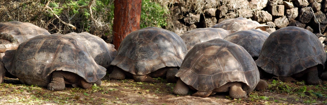 a bunch of giant tortoises are laying in the dirt