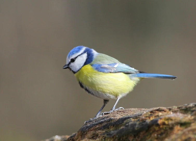 a blue and yellow bird perched on top of a tree