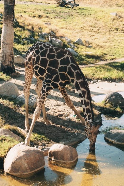 a giraffe bends down to drink from some water