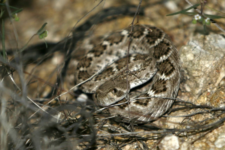 a brown and black owl sitting on a rock