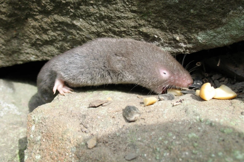 a large rat eating soing with its mouth open