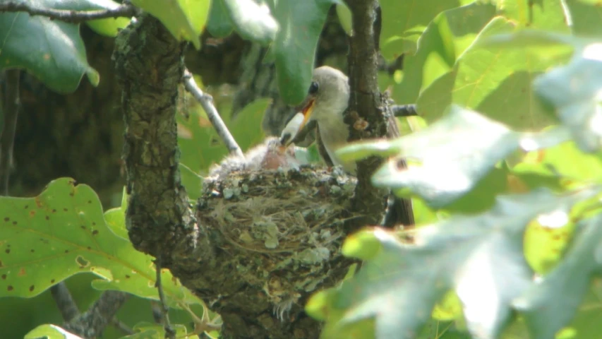 a small bird perched in the middle of a tree