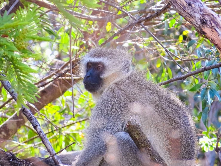 a monkey sits on the nch in the tree