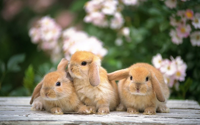 four rabbits stand together and sit in a row on the ground