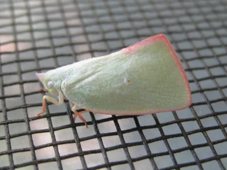 a leaf insect that is green with white stripes