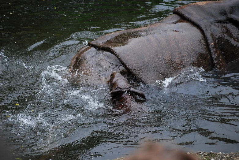 a hippo wading in the water with its head partially submerged