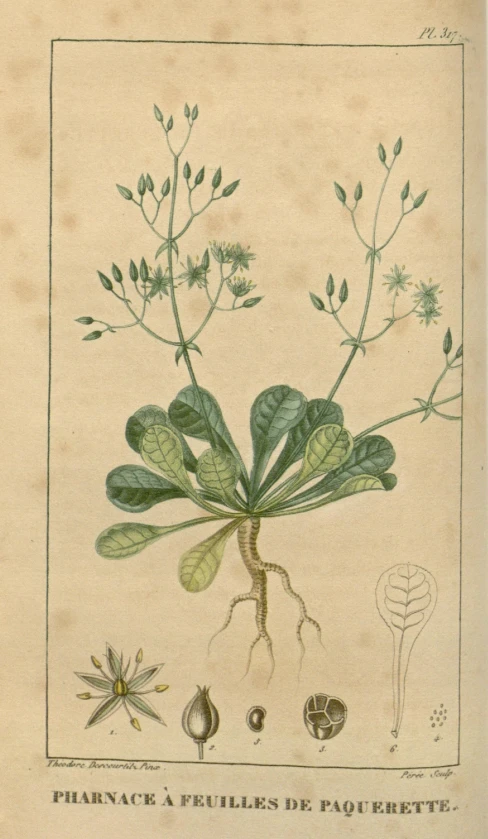 there is a drawing of an plant with very long stems