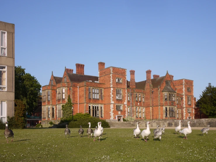 a flock of white birds standing in front of an old mansion