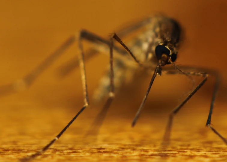 the mosquito is sitting on a surface looking