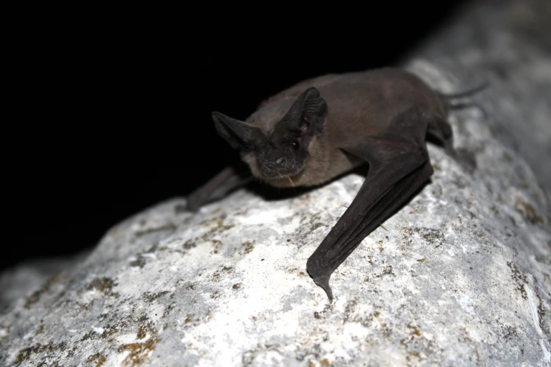 a bat that is sitting on some rocks
