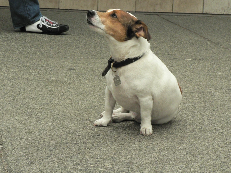 small brown and white dog sitting on the cement near someones feet