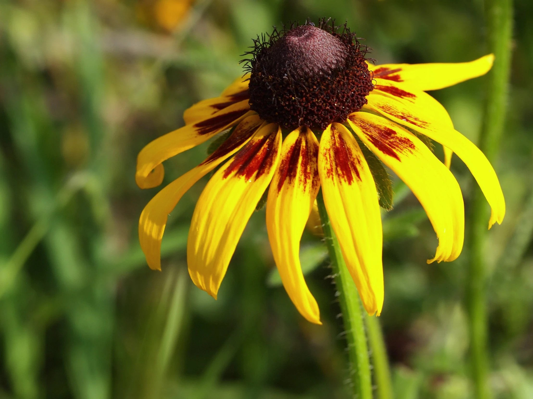 this yellow flower has a brown center on it's head