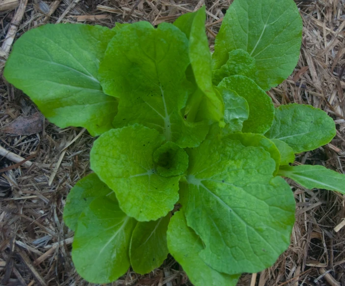 a close up of a plant on a straw floor